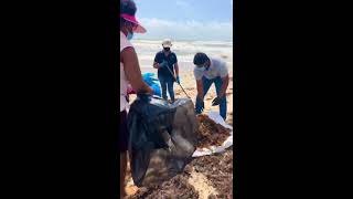 Beach Cleanup at Matura
