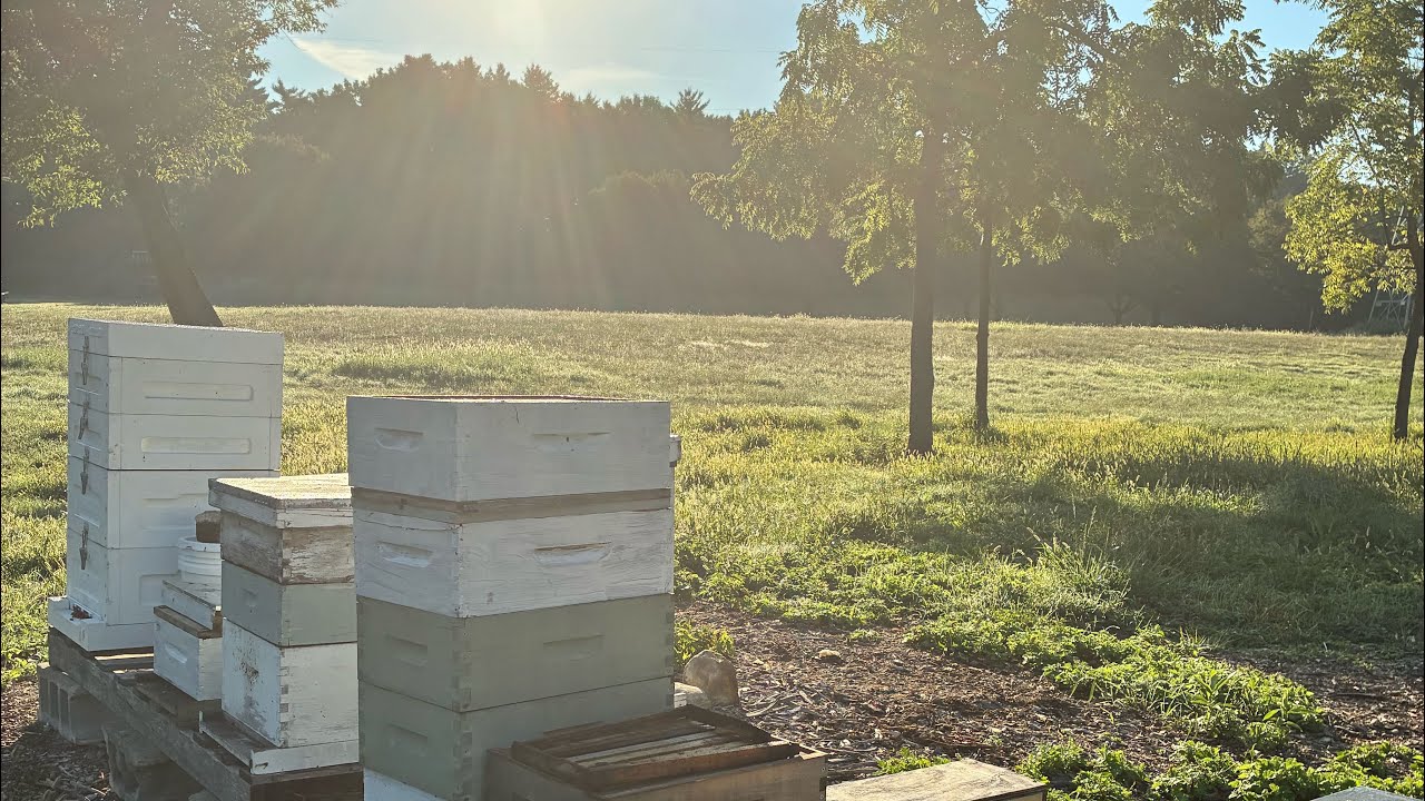 Bee Smart Hive Install