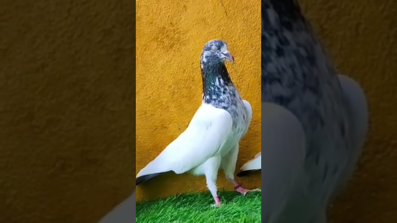 New Golden Male Resulted 