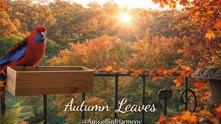 Autumn Harmony - Crimson Rosellas &amp; Calming Piano for Relaxation