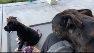 Little Staffys Adorable Attempt To Act Like A Big Staffy