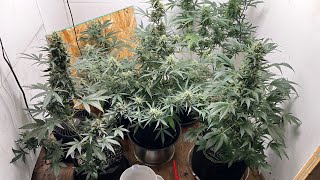Cannabis Chronicles #54 #autoflowers SPRING YET?