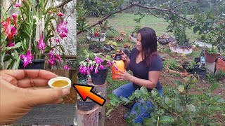 VEJA COMO ACABAR COM PULGAO  E COCHONILHAS NA FLOR DE MAIO