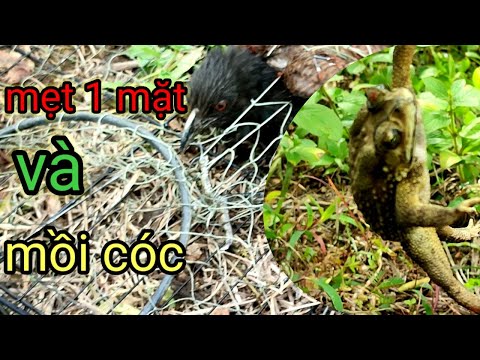 Video bẫy chim bìm bịp tháng 9 dính bìm bịp non -bằng mồi cóc - youtube
