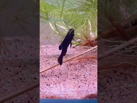 Окунёк черный - Элассома эвергладей