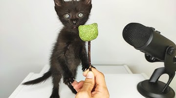 Kitten eating Catnip Lollipop ASMR