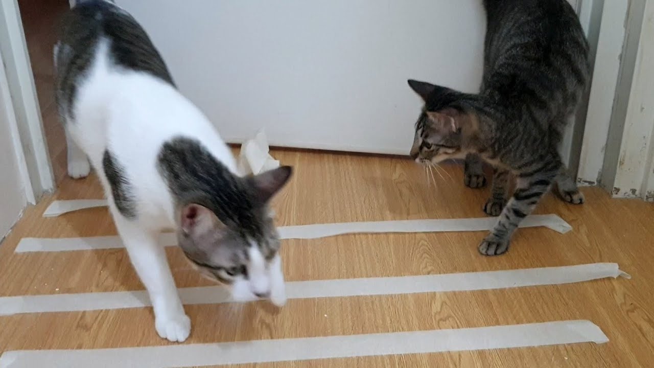 Funny Cats Reaction To Sticky Tape CatsLifePH YouTube