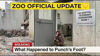 Punch the Monkey Update: Official Zoo Statement on His Foot Injury - 15 August