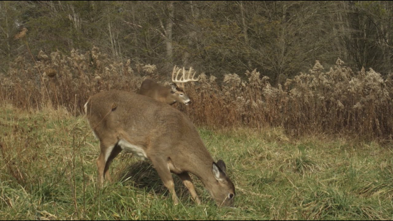 Successful Hunt for a Monster Buck Land of Whitetail, Full Episode