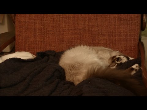 Amy Sleeping - Amy Sleeping