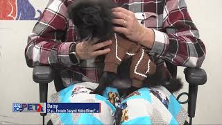 Pet Connection Daisy 12-1-25