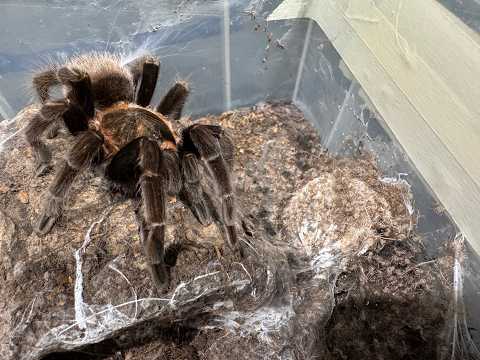 Tlitocatl vagans, mexican red rump and egg sac hatched