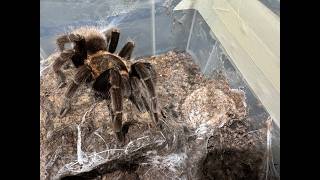 Tlitocatl vagans, mexican red rump and egg sac hatched
