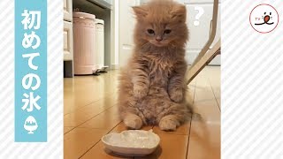 初めて氷に触れた子猫ちゃんの反応が可愛すぎる♡【PECO TV】