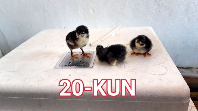 Ogirlangan kelinning porno fotosuratlari