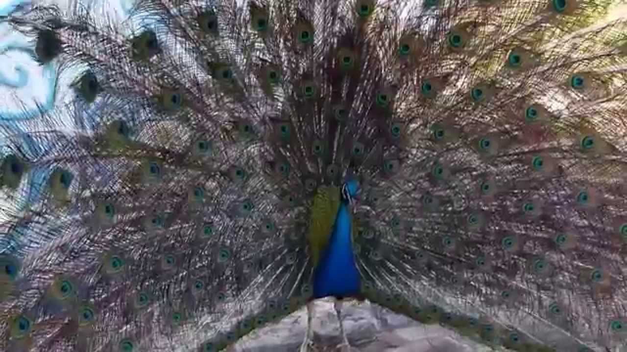 Dancing Peacok - A dança do Pavão.