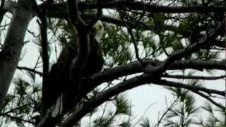 Loon and Eagle