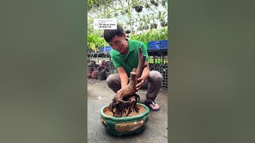 Sao mà củi được nay nó kéo nhựa đẹp lung linh, rễ thì ra chùm chùm luôn #garden  #bodoiphuchoi