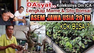 DASYAT LIHAT KOLEKSI OM ICA SITO, MAME  SAMPE BONSAI ASAM JAWA USIA 20th