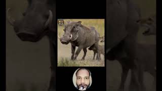 Predators & Protectors: Warthog Mother Fights Back Against Jackals