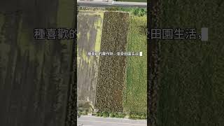 222萬買彰化大城農地(最便宜地段),可2人農保,地形方正漂亮!
