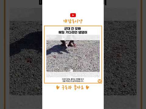 <strong>군대</strong> 간 오빠 매일 기다리던 댕댕이...&amp;#39;짧은 <strong>머리</strong>&amp;#39;에 못 알아보다 &amp;#39;이 행동&amp;#39;에 달려왔다.(+영상) #shorts