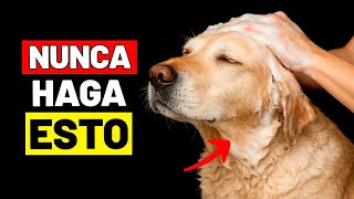 5 Trucos Efectivos Para Calmar A Tu Perro Nervioso   Consejos Prcticos De La Vida Perro
