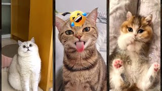Curious Cat Steals Food Secretly - Viral Trend Crazy Fun