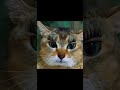 Vro cat transition beautiful beyonce cat