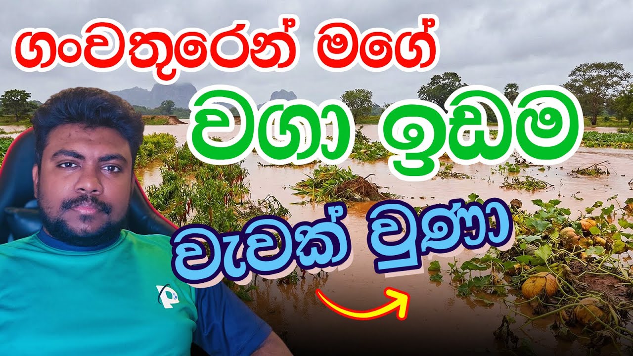 මේ වතාවේ වගාවට ගංවතුරෙන් හානි අඩුයි