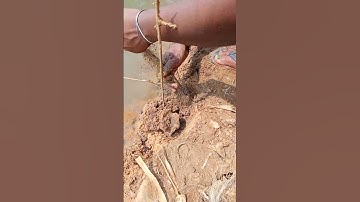 How to catch crab🦀 in villages😳😯//Best process and simple 🤗