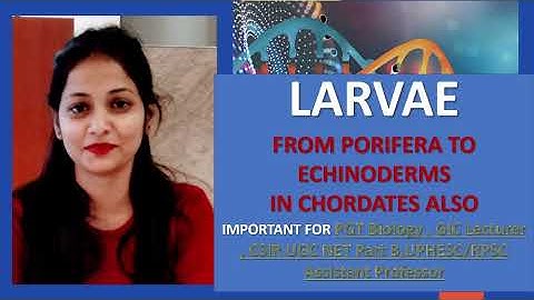 Larvae | From Porifera to Echinoderms and in Chordates Also| By Kumkum Gautam