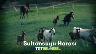 Sultansuyu Harası | Safkan Belgeseli Resimi