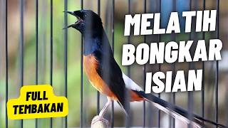 MURAI BATU GACOR FULL ISIAN TEMBAKAN KASAR AMPUH MEMANCING MURAI BATU EMOSI BONGKAR ISIAN