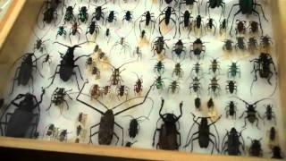 Bug Night! Awesome Insect Collection!
