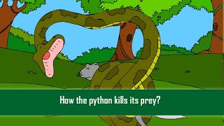 How the python kills its prey?