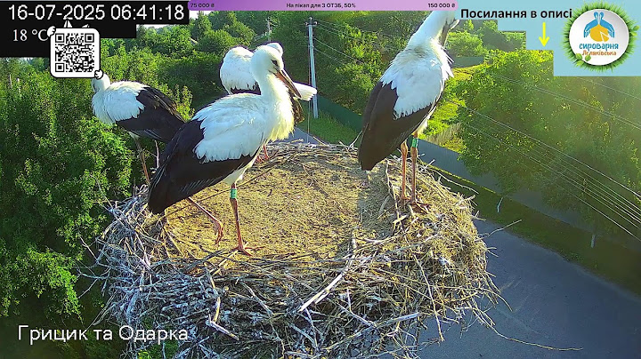 UA 🔴Прямий ефір White Stork Live Трансляція з гнізда лелек в Національному парку Пирятинський #bird