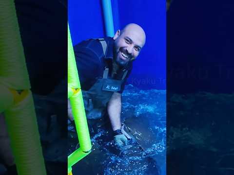 Dubai Aquarium inside dubai mall, shark aquarium and underwater zoo #dubai #dubailfe #dubaivenues