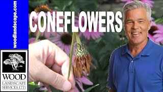 Gardening: Keeping your Flowers Healthy and Pest Free
