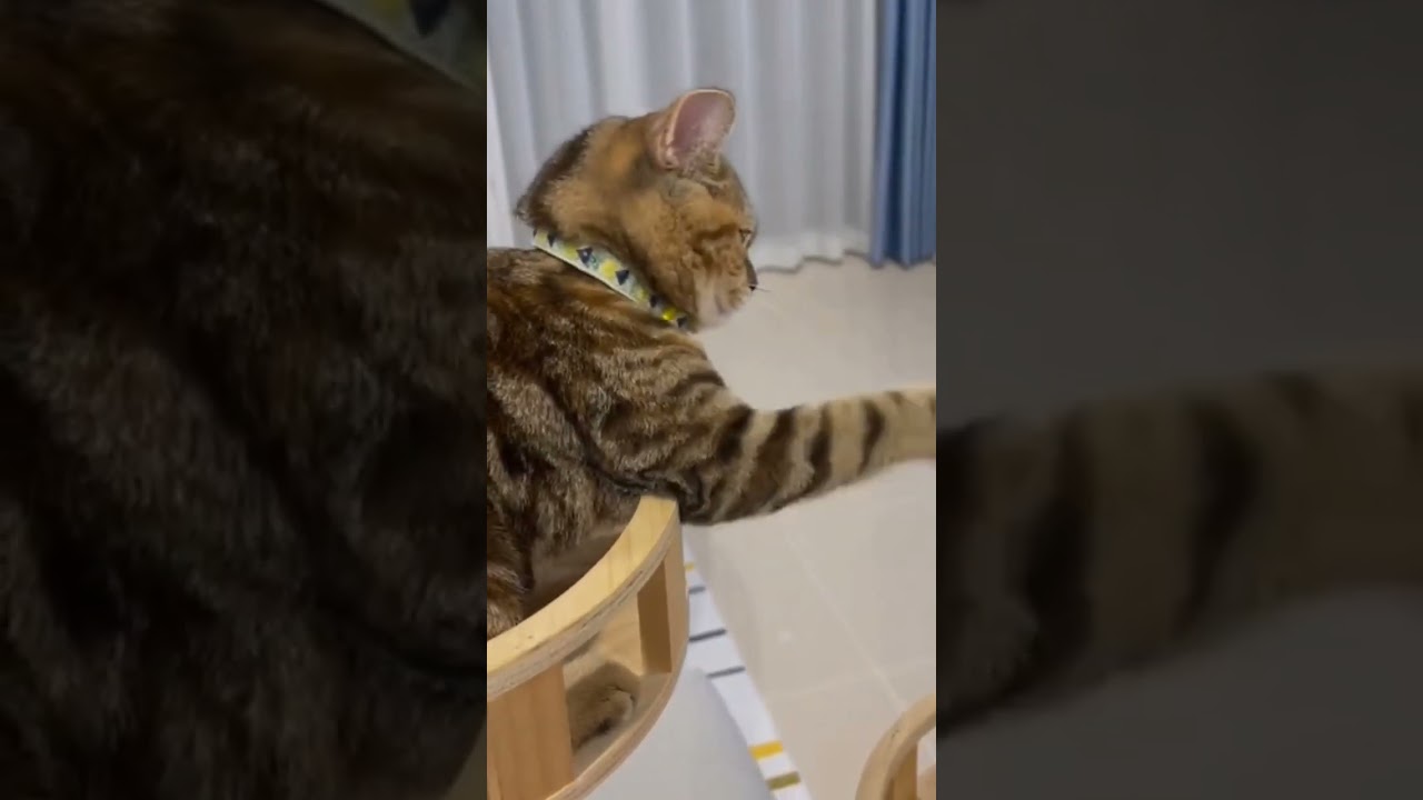 How Cats help with depression. 