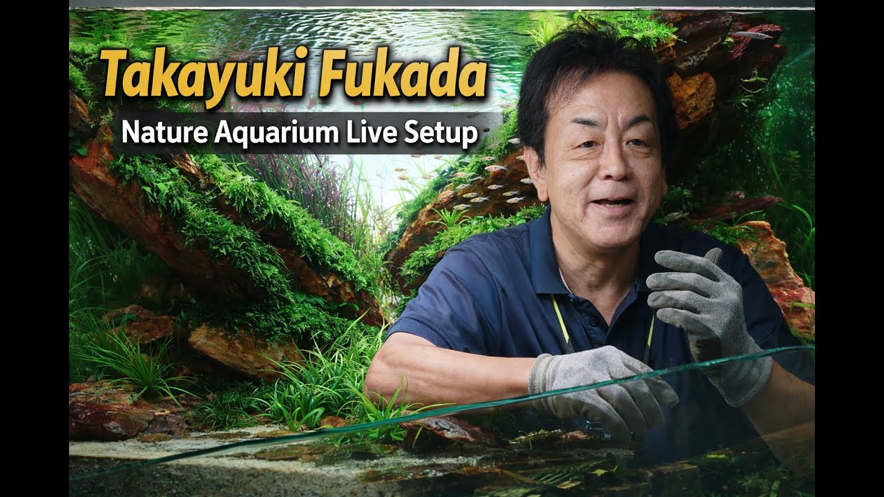 Live Setup hồ thuỷ sinh của Ngài Takayuki Fukada tại Việt Nam