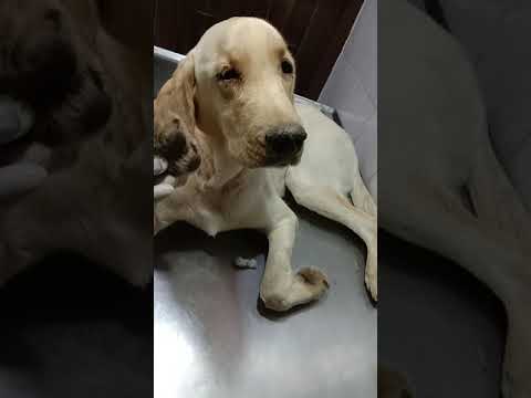 Βίντεο: Σκύλοι Υγεία: Ξαφνικά στο λαιμό ενός σκύλου