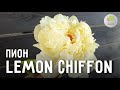 Пион Lemon Chiffon