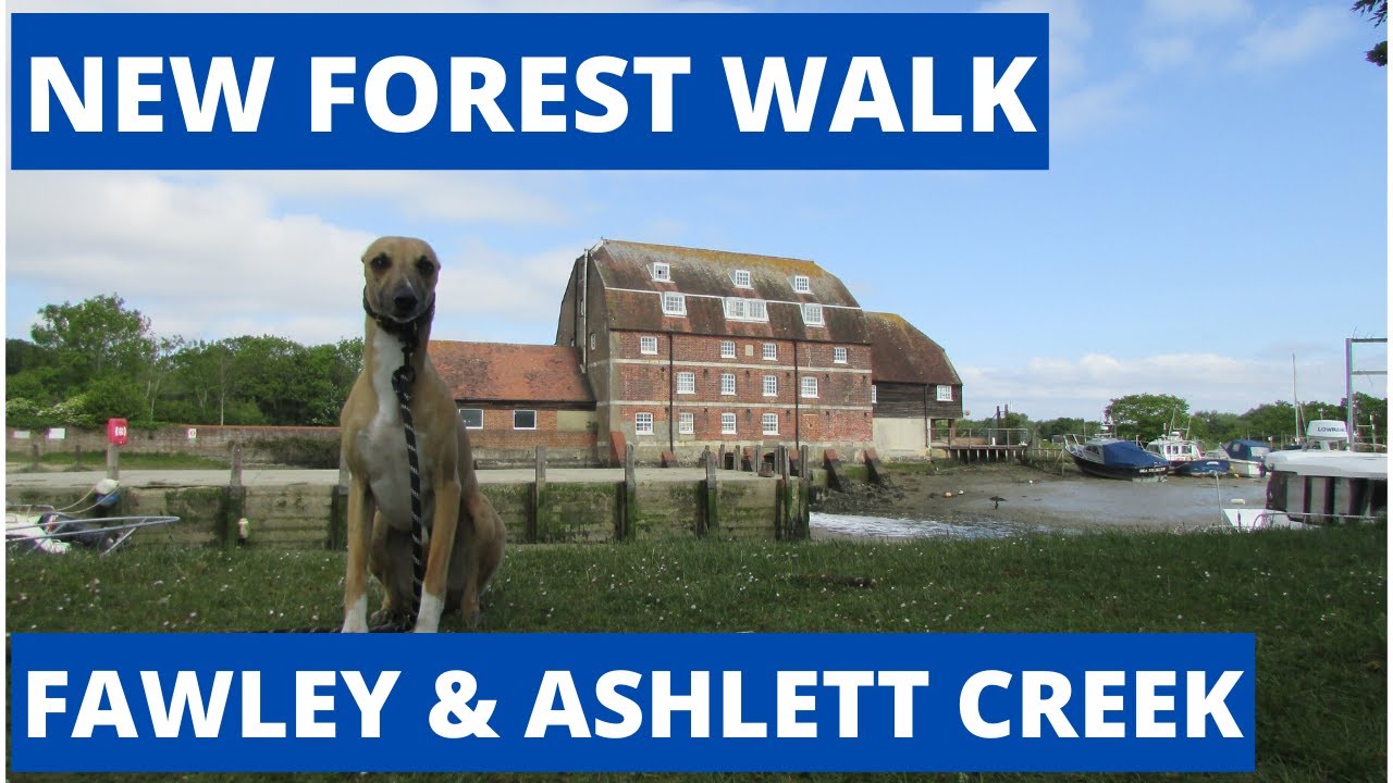 NEW FOREST WALK at FAWLEY & ASHLETT CREEK (NEW FOREST NATIONAL PARK)