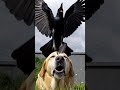 Giant Crow Targets Old Dog with Braiy! #shorts #viral 🐶विशाल कौवा सपने देखते बूढ़े कुत्ते पर निशाना