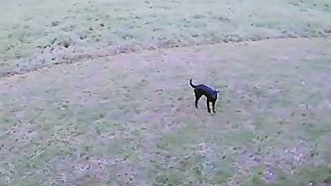 E-flite Convergence Vtol Fpv Test