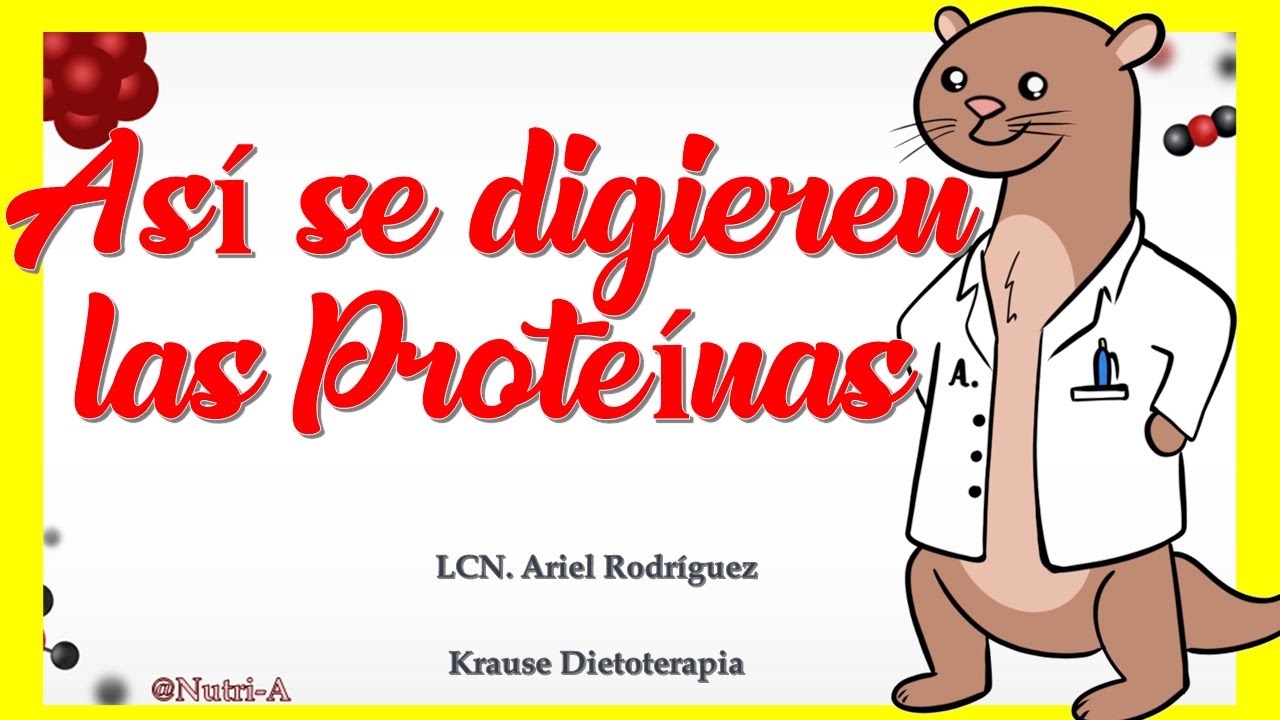 ¿CÓMO se DIGIEREN las PROTEÍNAS?  / Digestión de Macronutrientes en Nutrición