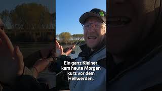 Ein Morgen wie selten #zeckfishing #wallerangeln #livebisse