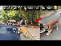 Tiger🐯 Attack In Car😱Jim Corbett Open Road Tiger Safari | Jungle Safari Vlog Tiger Attack Viral