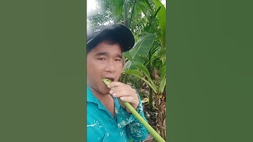 Mời cả nhà ăn lá chuối non-invite everyone to eat young banana leaves-p217#shorts
